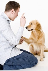 Advanced Obedience
