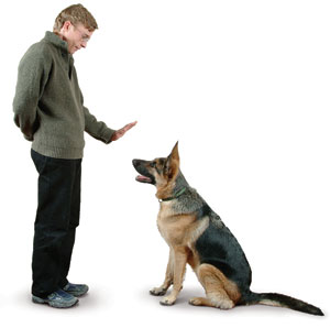 Basic Obedience